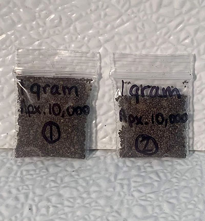 1.0 gram Mullein Seeds