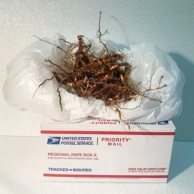 Plant roots displayed on postal package