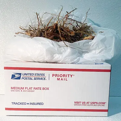 USPS box with plant roots inside