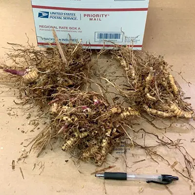 Bundles of plant roots displayed