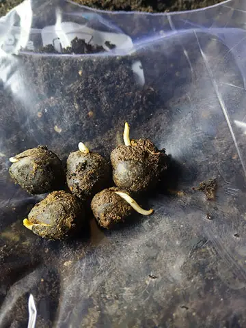 Small sprouts emerging from seeds