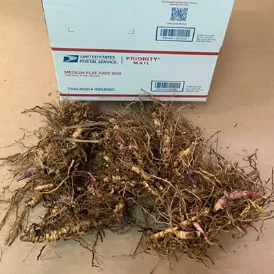 Freshly harvested plant roots and package