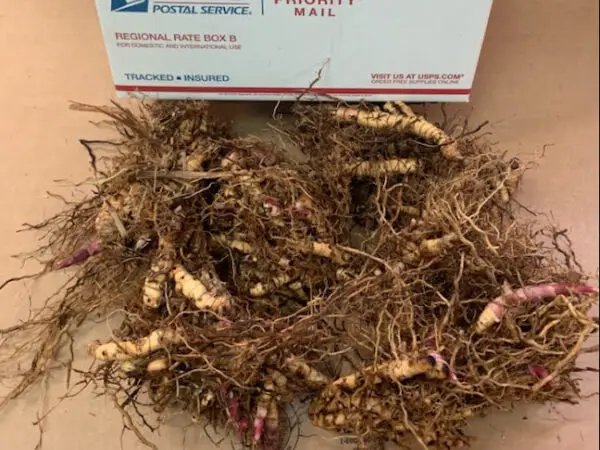 6 Clusters Shipping Included