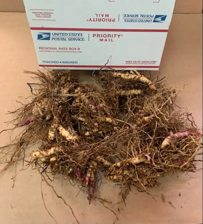 6 Clusters Shipping Included