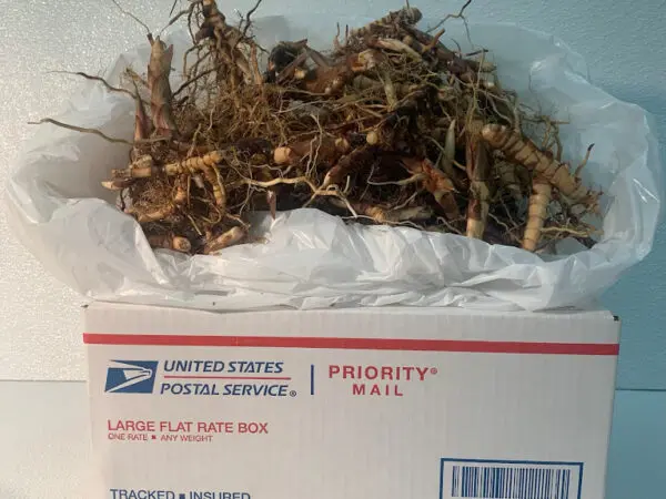 100 Rhizomes Shipping Included