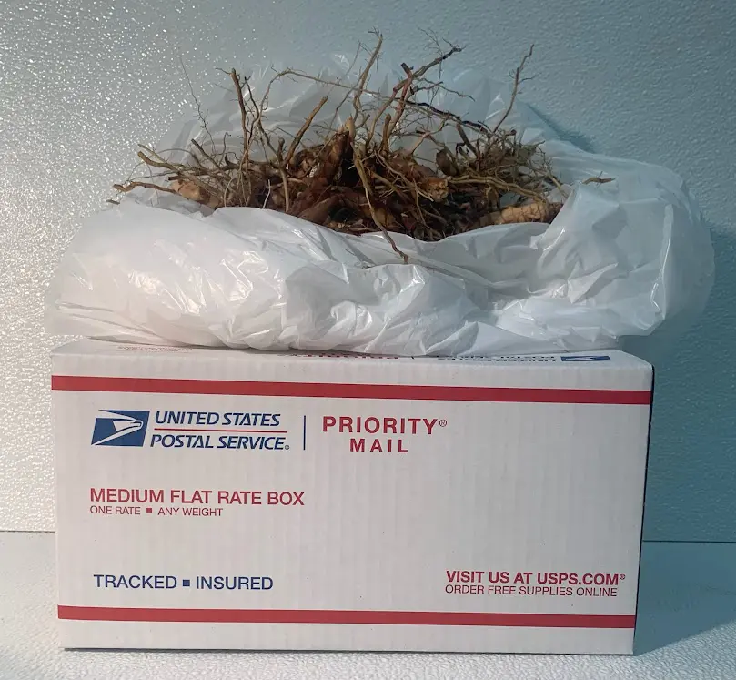 30 Rhizomes Shipping Included