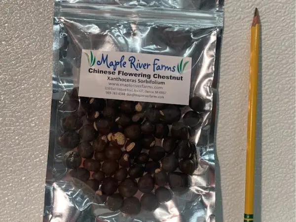 50 Yellowhorn Seed/Nut Pack