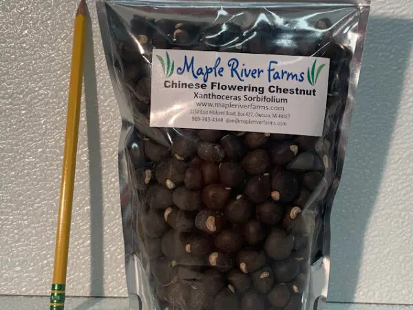 300 Yellowhorn Seed/Nut Pack