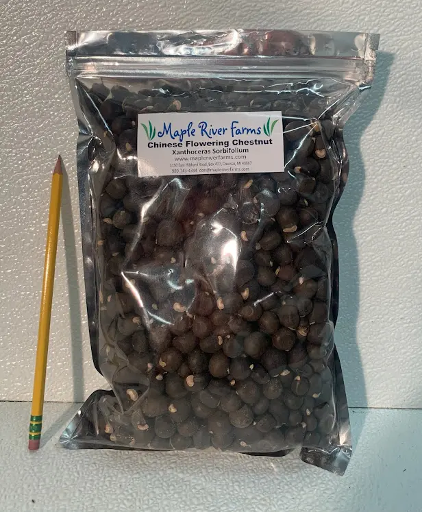 2 lbs Yellowhorn Seed/Nut Pack