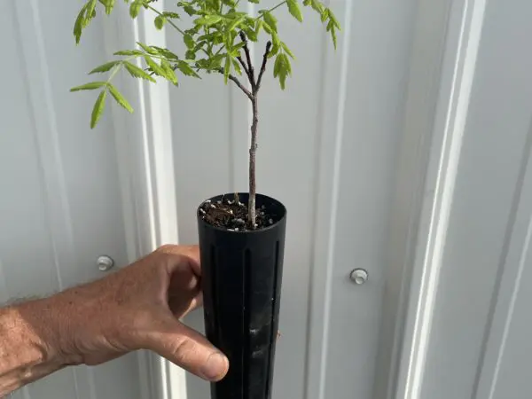 Yellowhorn Seedlings