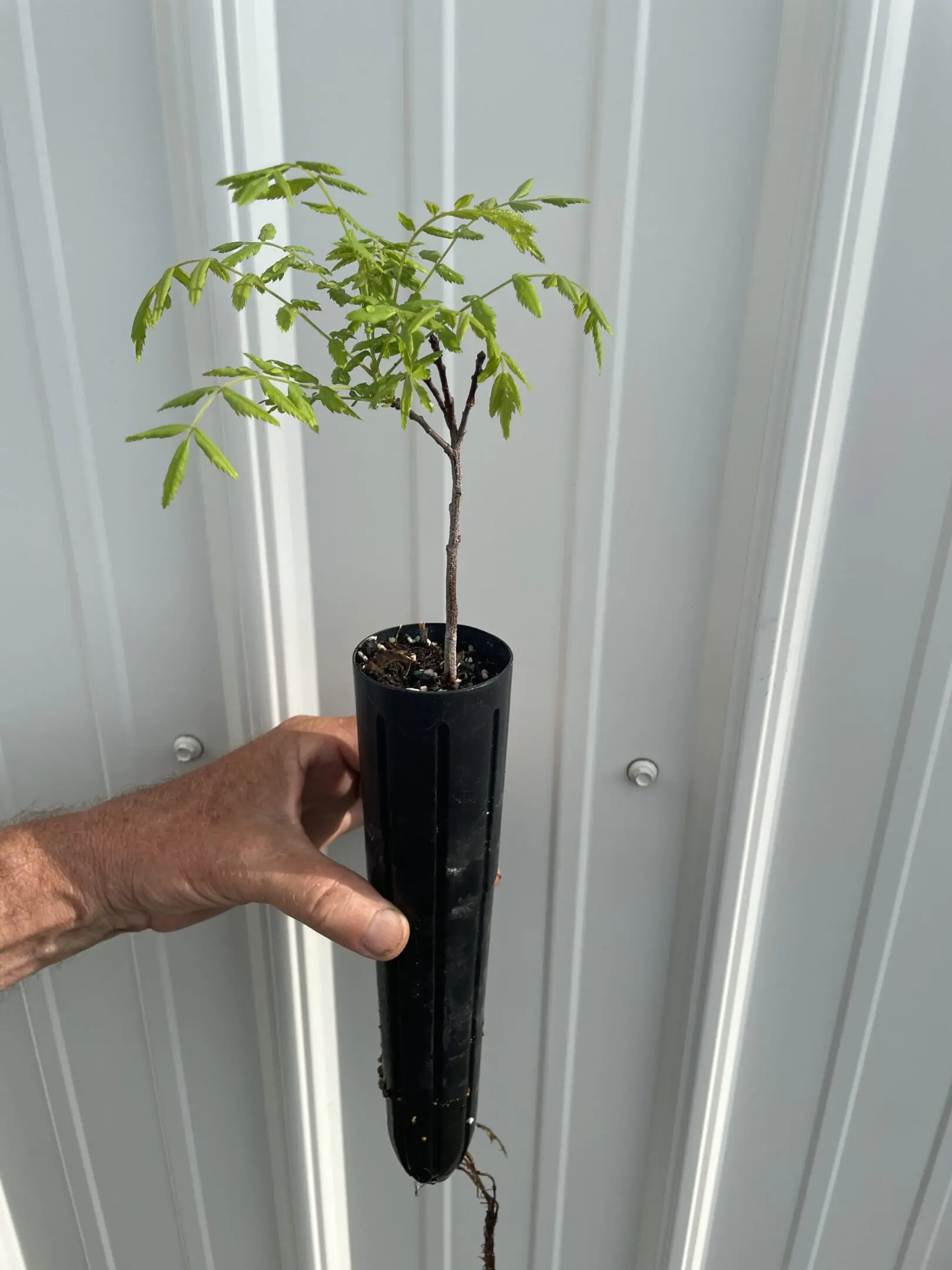 Yellowhorn Seedlings