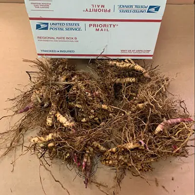 Roots displayed on a table