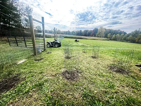 Field with newly planted saplings
