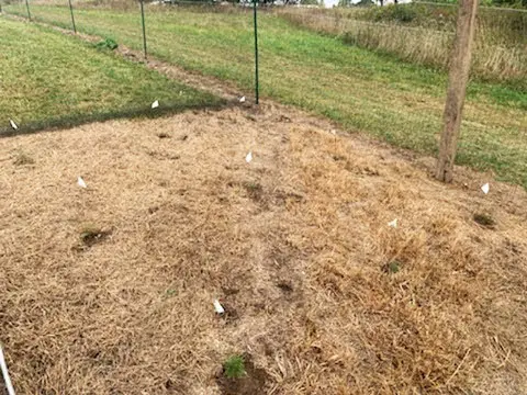 Dry grassy field with small white markers.