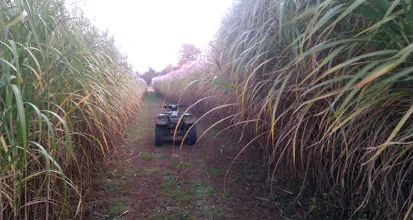 Remote-controlled robot exploring grassy terrain