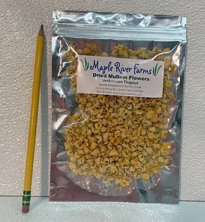 Dried mullein flowers beside pencil