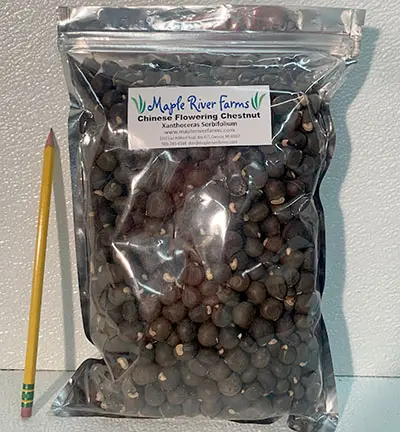 Bag of Chinese chestnuts with pencil comparison