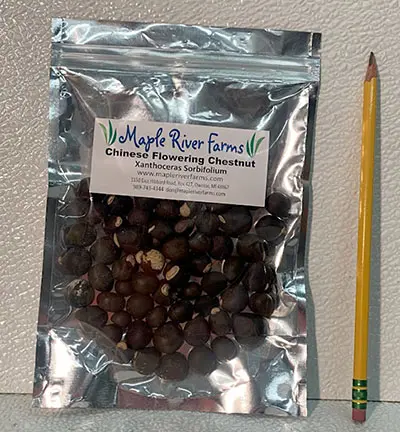 Chestnut seeds in sealed package