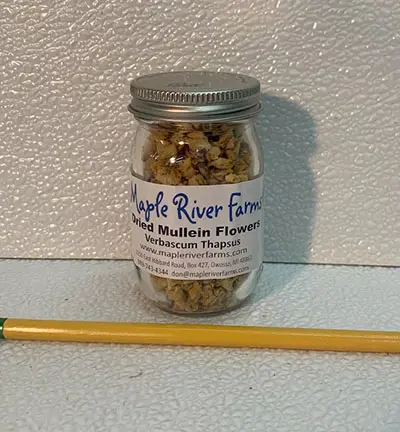 Jar of dried mullein flowers