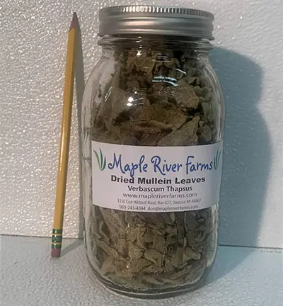Mullein leaves in glass jar