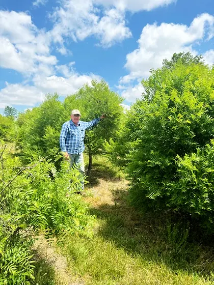 Man in plaid shirt in sunny orchard