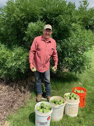 Person collecting fruits in garden setting