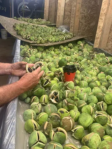 Hands inspecting green walnuts