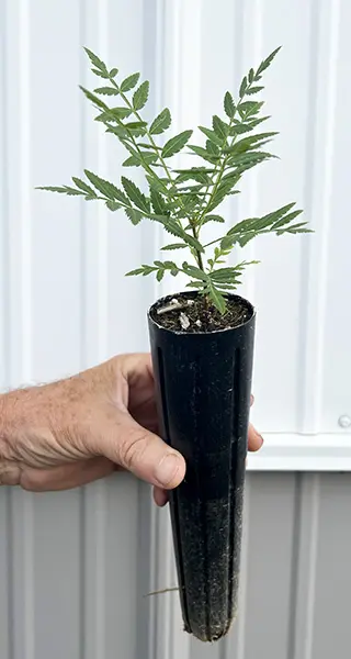 Person holding sapling against white background