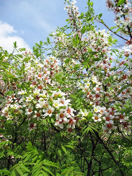 Nature scene with flowering tree and foliage.