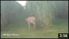 Deer browsing near tall grass