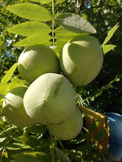 Green fruits on a tree branch