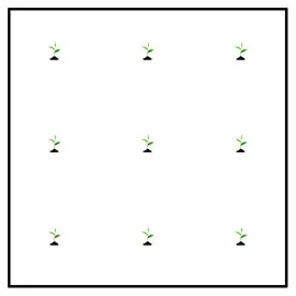 Nine seedlings arranged symmetrically