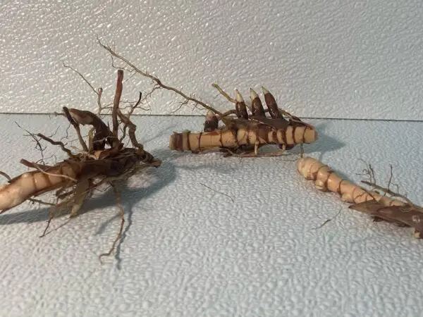 Miscanthus Individual Rhizomes