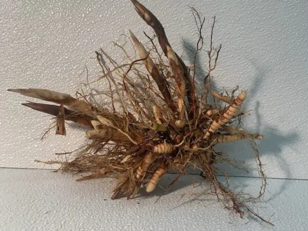 Miscanthus Clusters