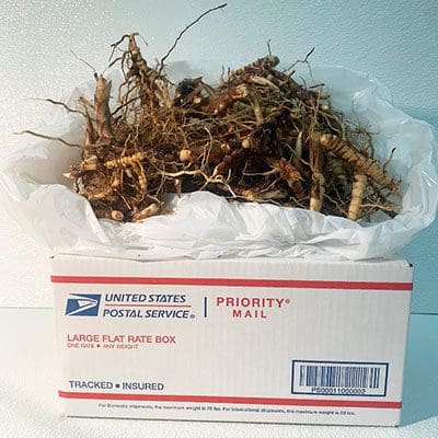Box filled with dried roots