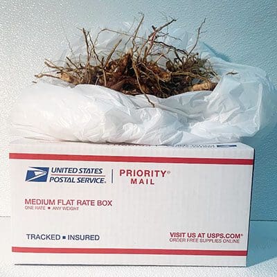 USPS box with plant roots inside