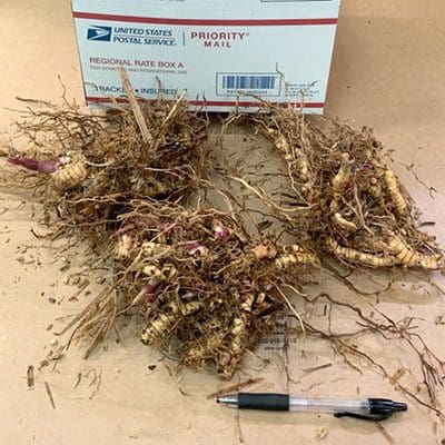 Bundles of plant roots displayed