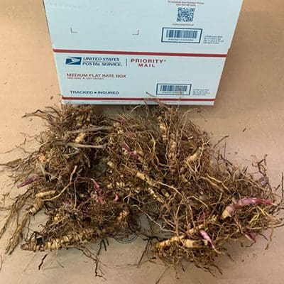 Freshly harvested plant roots and package