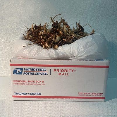 USPS box with organic contents