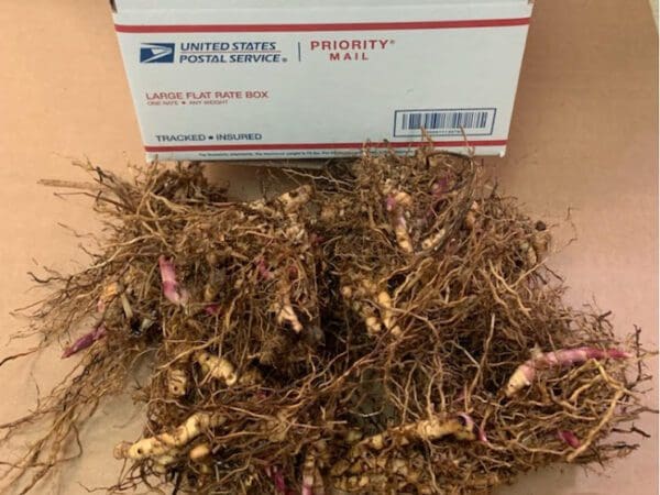 Plant tubers beside USPS Priority Mail box