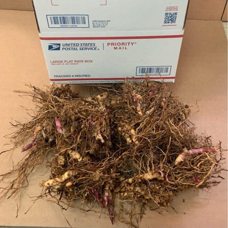 Plant tubers beside USPS Priority Mail box