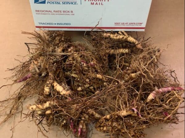Bare root tubers beside USPS Priority Mail box