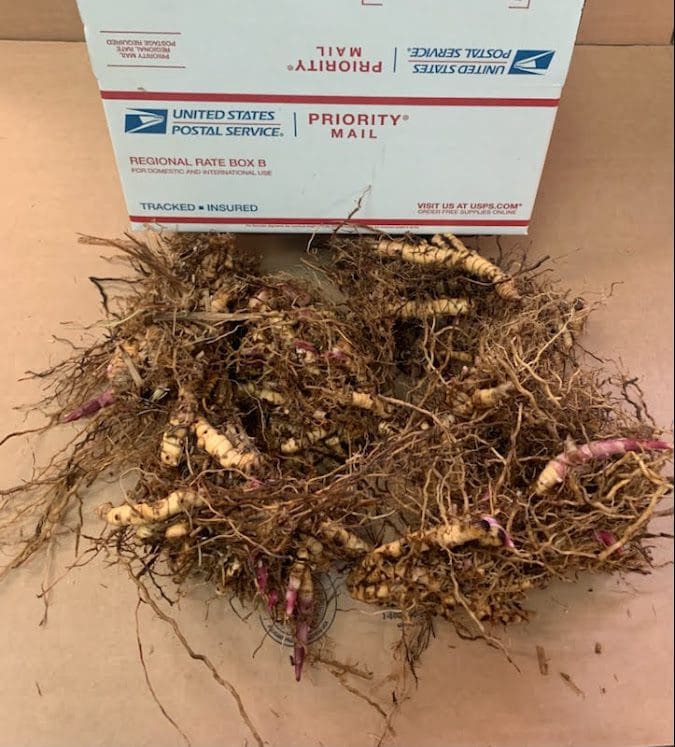 Bare root tubers beside USPS Priority Mail box