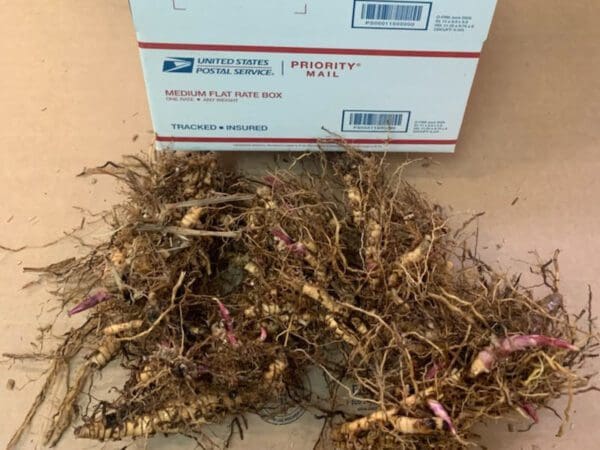 Tangled plant roots and USPS Priority Mail box