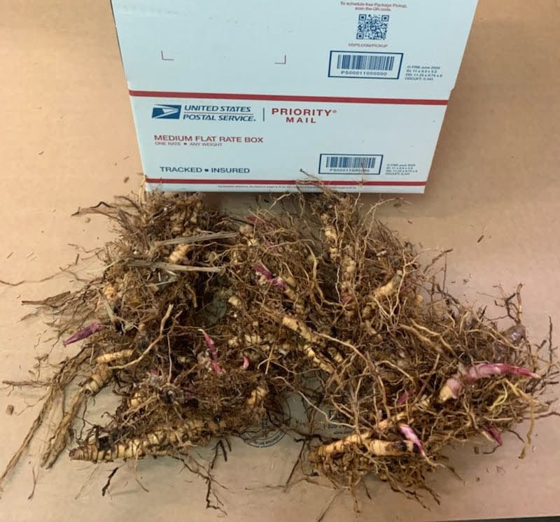 Tangled plant roots and USPS Priority Mail box