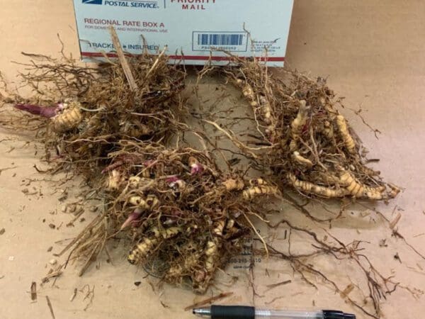 Knobby ginger rhizomes beside pen and box