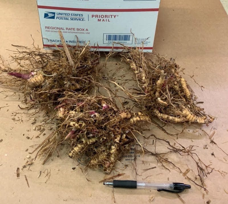 Knobby ginger rhizomes beside pen and box