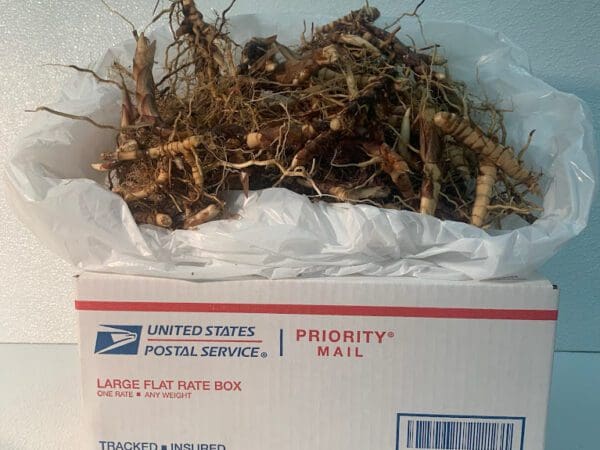 Priority Mail box filled with tangled roots