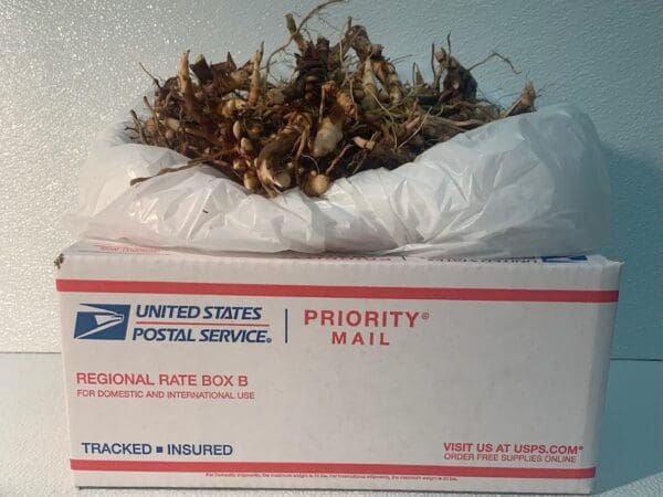 USPS Priority Mail box with plant bulbs