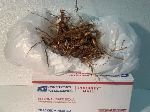 Dried plant roots on USPS Priority Mail box